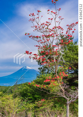 （靜岡縣）從盛開杜鵑花的箱根山看富士山 81662512