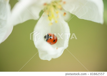 Red ladybug on apple tree flower macro close-up 81662557