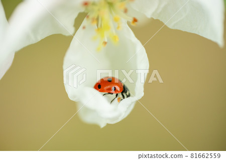 Red ladybug on apple tree flower macro close-up Red ladybug on apple tree flower macro close-up 81662559
