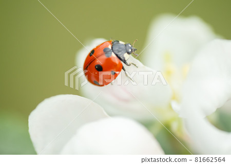 Red ladybug on apple tree flower macro close-up Red ladybug on apple tree flower macro close-up 81662564