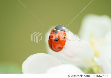 Red ladybug on apple tree flower macro close-up Red ladybug on apple tree flower macro close-up 81662565