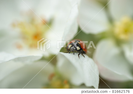 Red ladybug on apple tree flower macro close-up 81662576
