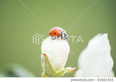 Red ladybug on apple tree flower macro close-up Red ladybug on apple tree flower macro close-up 81662583