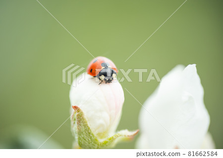 Red ladybug on apple tree flower macro close-up Red ladybug on apple tree flower macro close-up 81662584