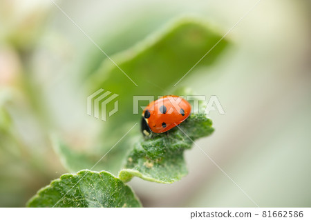 Red ladybug on apple tree leaf macro close-up Red ladybug on apple tree leaf macro close-up 81662586