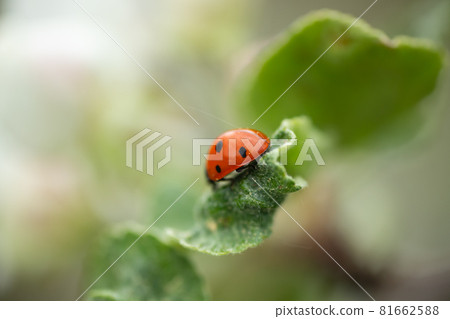Red ladybug on apple tree leaf macro close-up 81662588