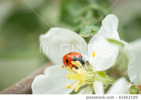 Red ladybug on apple tree flower macro close-up Red ladybug on apple tree flower macro close-up 81662589