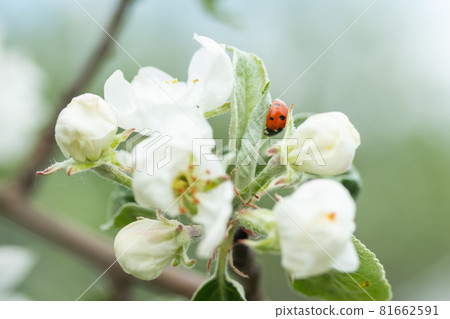 Red ladybug on apple tree flower macro close-up Red ladybug on apple tree flower macro close-up 81662591