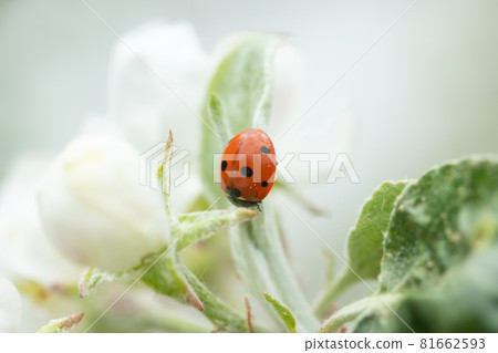 Red ladybug on apple tree flower macro close-up 81662593