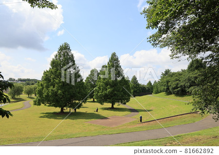 埼玉市大宮第二公園的初夏景色 81662892