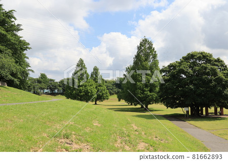 埼玉市大宮第二公園的初夏景色 埼玉市大宮第二公園的初夏景色 81662893
