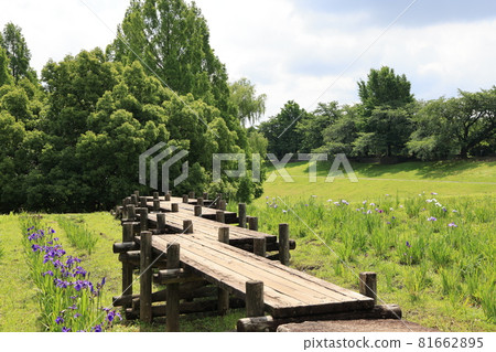 埼玉市大宮第二公園莊布田的初夏風景 81662895