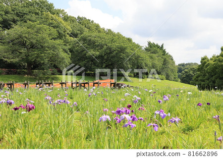 埼玉市大宮第二公園莊布田的初夏風景 81662896