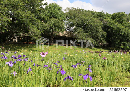埼玉市大宮第二公園莊布田的初夏風景 81662897