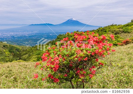 (Shizuoka Prefecture) Mt. Fuji seen from the Hakone Skyline where mountain azaleas bloom (Shizuoka Prefecture) Mt. Fuji seen from the Hakone Skyline where mountain azaleas bloom 81662936