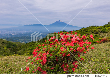 (Shizuoka Prefecture) Mt. Fuji seen from the Hakone Skyline where mountain azaleas bloom (Shizuoka Prefecture) Mt. Fuji seen from the Hakone Skyline where mountain azaleas bloom 81662937