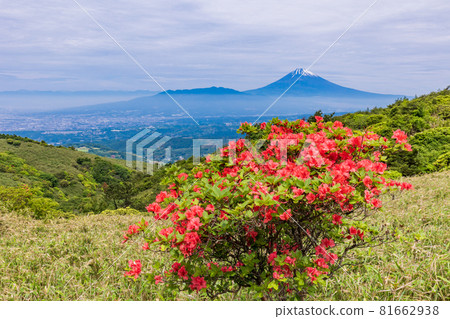 (Shizuoka Prefecture) Mt. Fuji seen from the Hakone Skyline where mountain azaleas bloom (Shizuoka Prefecture) Mt. Fuji seen from the Hakone Skyline where mountain azaleas bloom 81662938