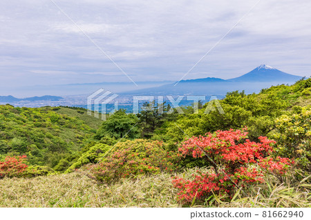 （靜岡縣）從杜鵑花盛開的箱根天際線上看富士山 81662940