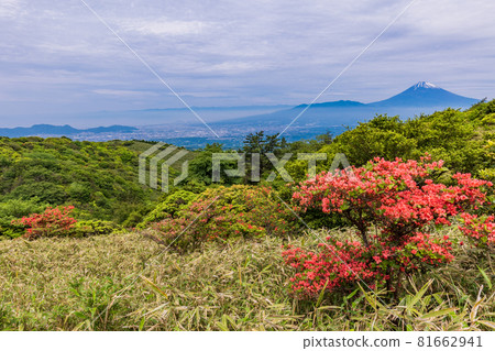 (Shizuoka Prefecture) Mt. Fuji seen from the Hakone Skyline where mountain azaleas bloom (Shizuoka Prefecture) Mt. Fuji seen from the Hakone Skyline where mountain azaleas bloom 81662941