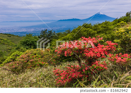 (Shizuoka Prefecture) Mt. Fuji seen from the Hakone Skyline where mountain azaleas bloom 81662942