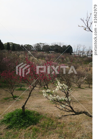 Ishigatani Park-Akashi Umebayashi- Ishigatani Park-Akashi Umebayashi- 81662979