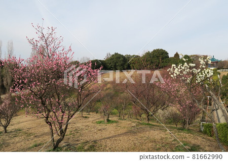Ishigatani Park-Akashi Umebayashi- 81662990