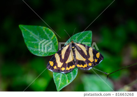 Kin Monga Kin Monga 81663268