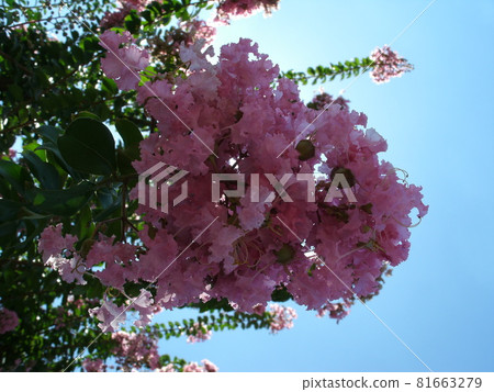 Blue sky and backlit crape myrtle flowers 81663279