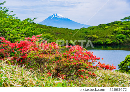（靜岡縣）從盛開杜鵑花的箱根源岳和比池池眺望富士山 81663672