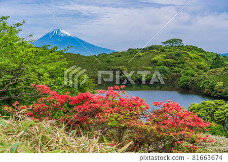 （靜岡縣）從盛開杜鵑花的箱根源岳和比池池眺望富士山 81663674
