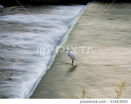 [Evening Cool] Birds cooling off in the river to escape the summer heat 81663695