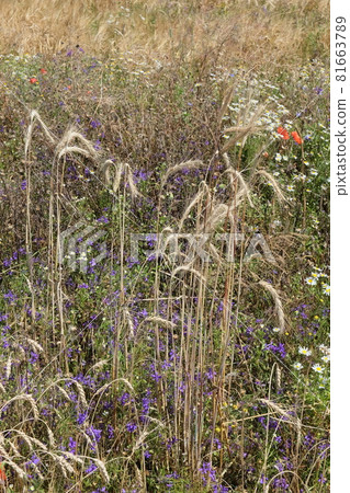 Ears of rye among wildflowers. Various field plants, background. Ears of rye among wildflowers. Various field plants, background. 81663789