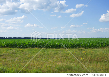 Plants of corn on a farm plot. Farmland. Growing corn. Agro-landscape. 81663811