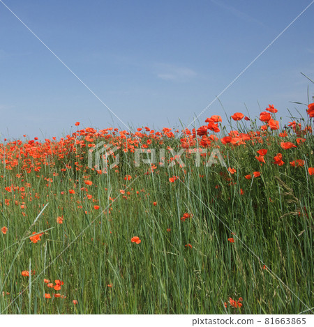 Red poppy flowers in a field on a sunny day. Clear blue sky over a poppy field. Scenery. Red wildflowers. Red poppy flowers in a field on a sunny day. Clear blue sky over a poppy field. Scenery. Red wildflowers. 81663865