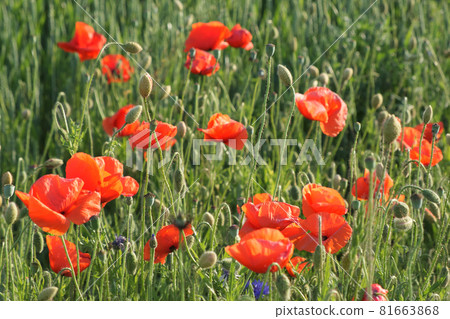 Red poppy among the field grasses in summer. Beautiful wildflowers. Untouched nature. 81663868