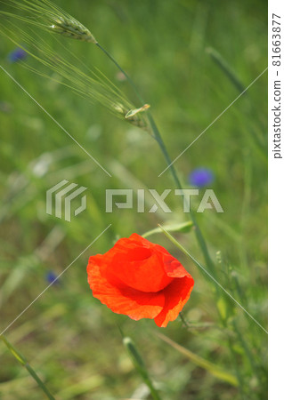 Bright red poppy flower. Wild flower with red petals. Bright red poppy flower. Wild flower with red petals. 81663877