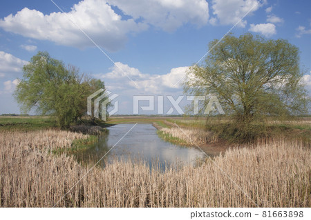 Thickets of dry reeds on the shores of a small lake in sunny weather. A large branchy tree on the shore. 81663898