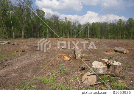 A tree stump at a felling site in the forest. Forest clearing. Wood harvesting. 81663926