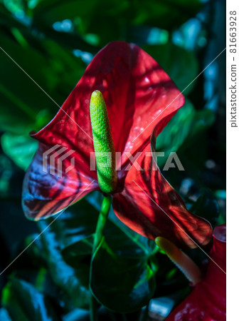 Anthurium is a red heart-shaped flower (Tailflower, Flamingo flower, Laceleaf) in garden. Anthurium is a red heart-shaped flower (Tailflower, Flamingo flower, Laceleaf) in garden. 81663928