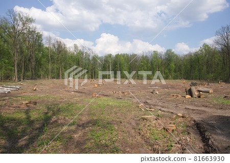 Felling site in the forest. Forest clearing. Wood harvesting. Felling site in the forest. Forest clearing. Wood harvesting. 81663930