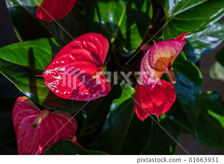 Anthurium is a red heart-shaped flower (Tailflower, Flamingo flower, Laceleaf) in garden. 81663931