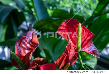 Anthurium is a red heart-shaped flower (Tailflower, Flamingo flower, Laceleaf) in garden. Anthurium is a red heart-shaped flower (Tailflower, Flamingo flower, Laceleaf) in garden. 81663933