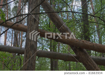Crossed pine tree trunks. Blockage of trees in a coniferous forest. Crossed pine tree trunks. Blockage of trees in a coniferous forest. 81663934