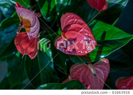 Anthurium is a red heart-shaped flower (Tailflower, Flamingo flower, Laceleaf) in garden. Anthurium is a red heart-shaped flower (Tailflower, Flamingo flower, Laceleaf) in garden. 81663938