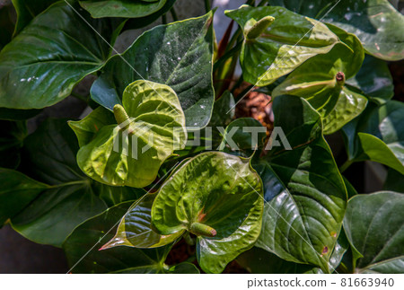Anthurium is a White heart-shaped flower (Tailflower, Flamingo flower, Laceleaf) in garden. Anthurium is a White heart-shaped flower (Tailflower, Flamingo flower, Laceleaf) in garden. 81663940