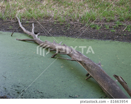 The trunk of a tree lies in swampy water. An old tree in a swamp. The trunk of a tree lies in swampy water. An old tree in a swamp. 81663954