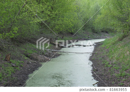 Small muddy forest river. A shallow pond with green water. Small muddy forest river. A shallow pond with green water. 81663955