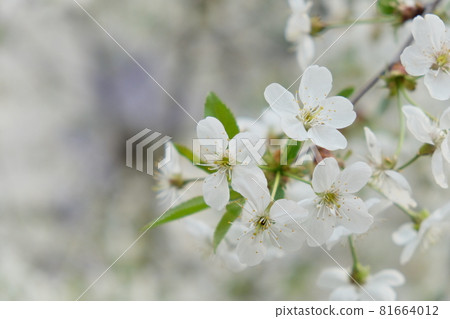 A branch of a blossoming cherry tree. Inflorescence of white cherry flowers in spring. 81664012