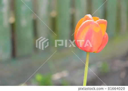Beautiful pink tulip flower close up. Flower with pink petals on a blurred background. 81664020
