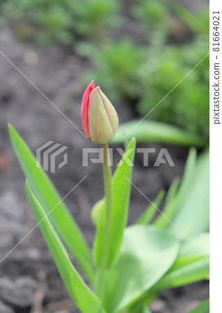 Small bud of tulip flower. Spring flower bud on blurred background. 81664021